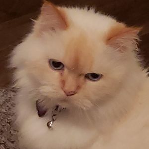 Meet your Posher, Millie